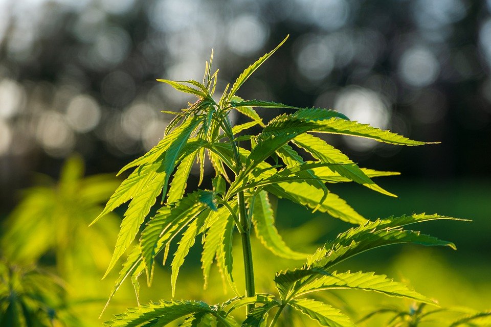 Hemp, Cannabis, Leaves, Green, Plant, Bright